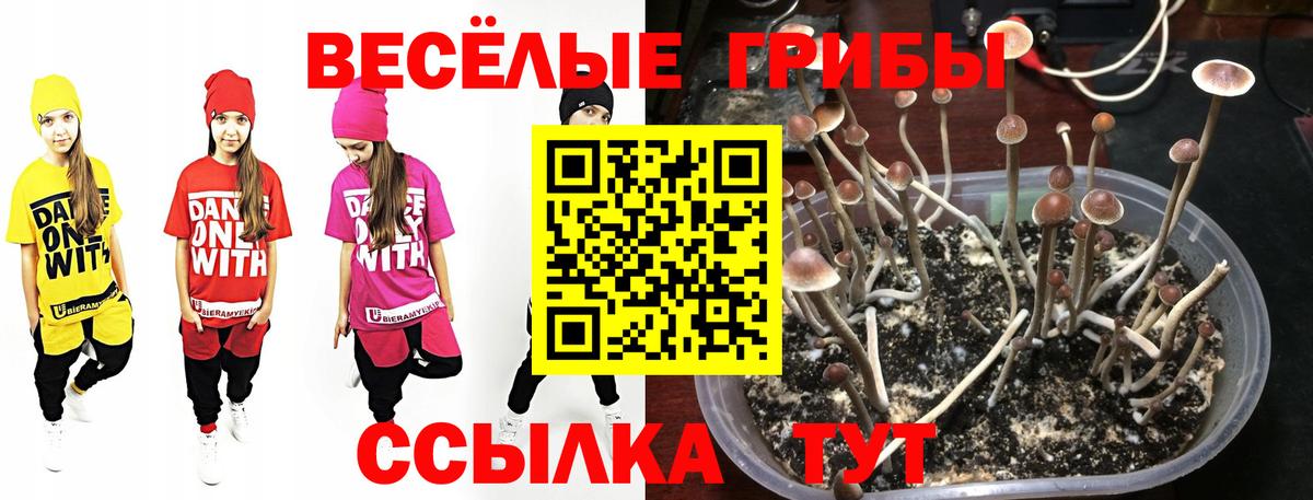 Псилоцибиновые грибы Psilocybe  Галлюциногенные грибы прущие грибы  Вход с VPN  Тулун 